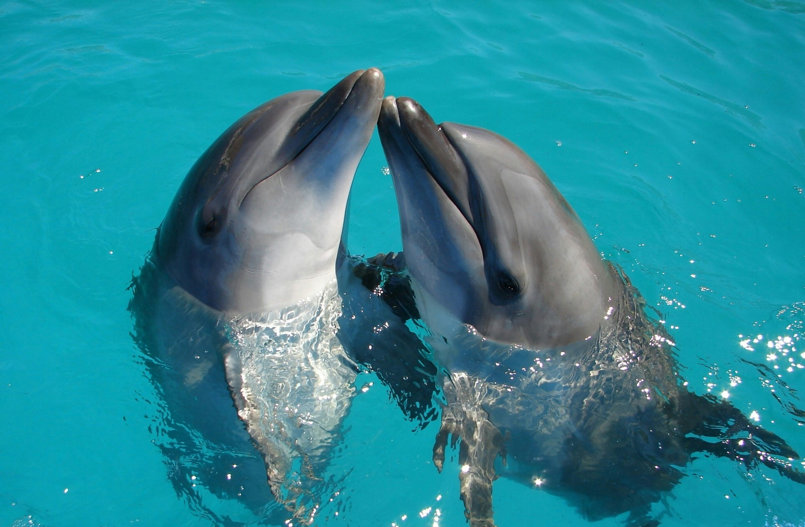 Two dolphins in turquoise water